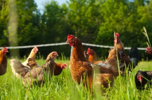 Free range organic-fed chickens