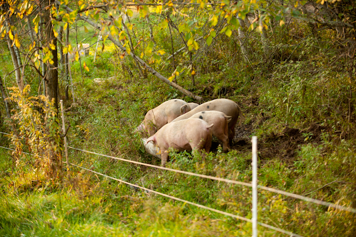 Pastured Pork at Woven Meadows