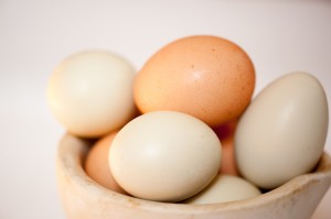 Free range organic eggs