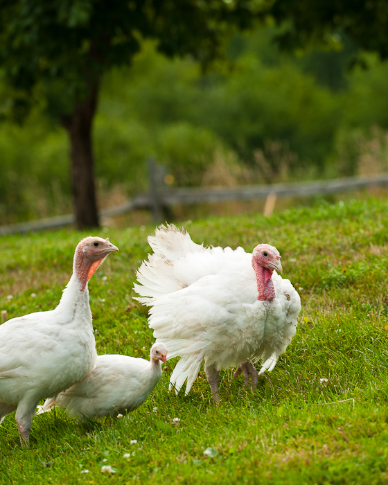 free range organic turkey farms