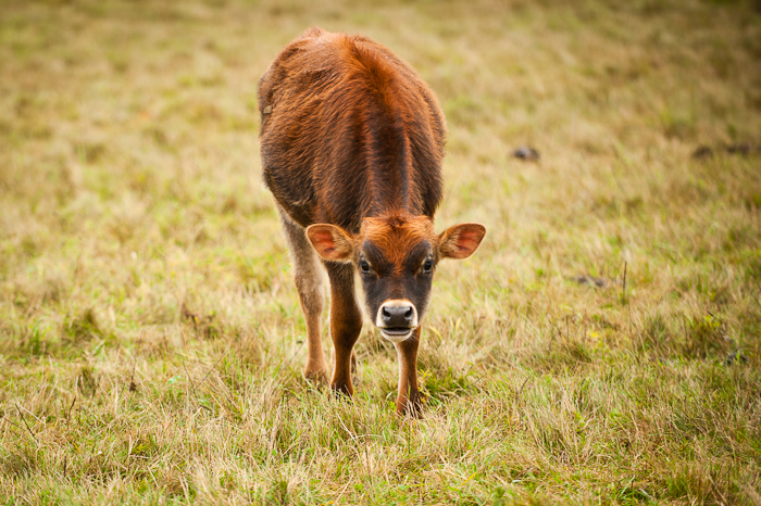 Pasturing Uncastrated Boar Pork | Woven Meadows Farm