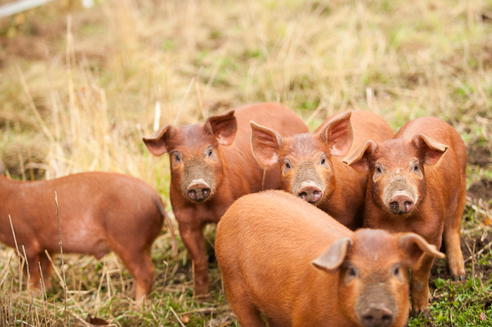 Pasturing Uncastrated Boar Pork | Woven Meadows Farm