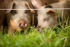 pastured pigs