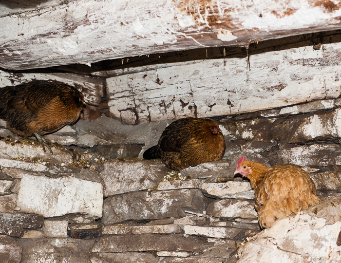 chickens roosting (1 of 2)