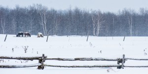 Woven-Meadows-Winter-2014