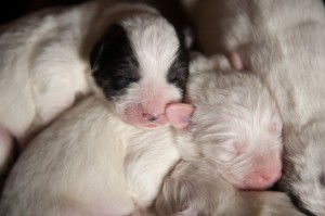 Great-Pyrenees-Pup